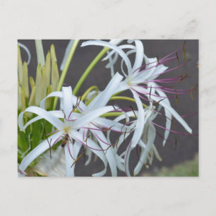Postal de fragancia floral