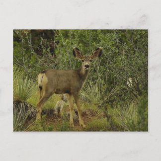 Postal de frambuesa de Mule Deer