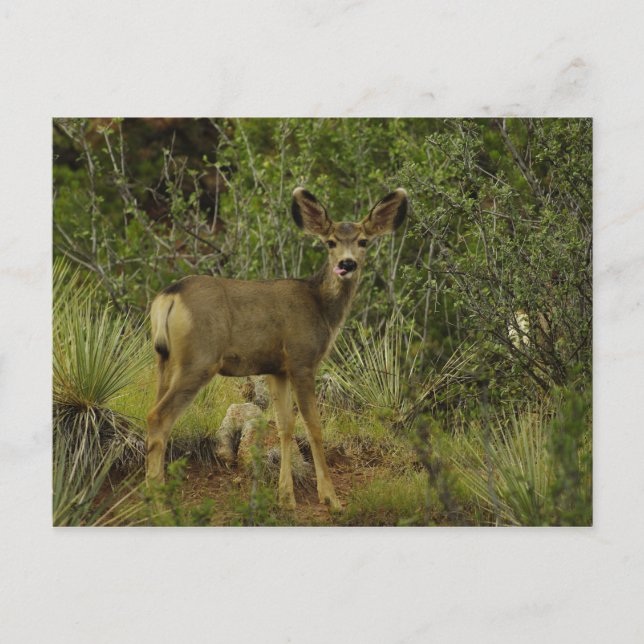 Postal de frambuesa de Mule Deer (Anverso)