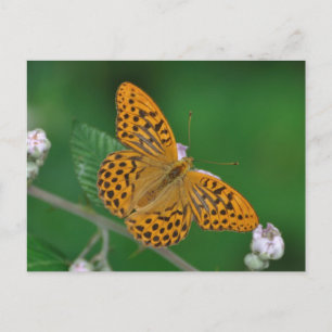 Postal de Fritillary lavada de plata
