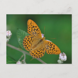 Postal de Fritillary lavada de plata