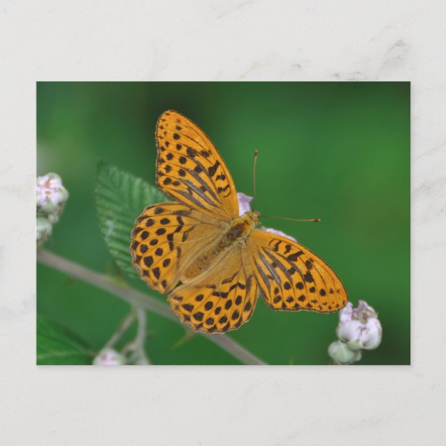 Postal de Fritillary lavada de plata (Anverso)