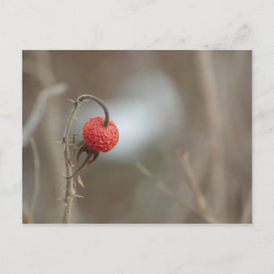 Postal de fruta Rosa silvestre