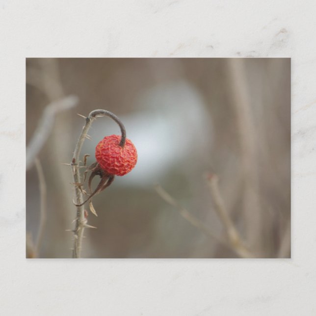 Postal de fruta Rosa silvestre (Anverso)