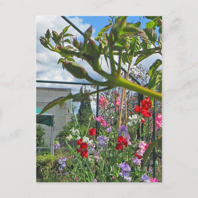 Postal de gala de Sweetpea (Anverso)