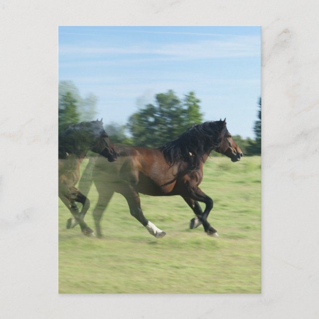 Postal de Galloping Mustangs (Anverso)