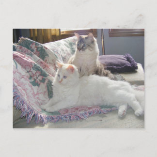 Postal de gatitos tranquilos