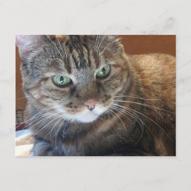 Postal de gato (Anverso)