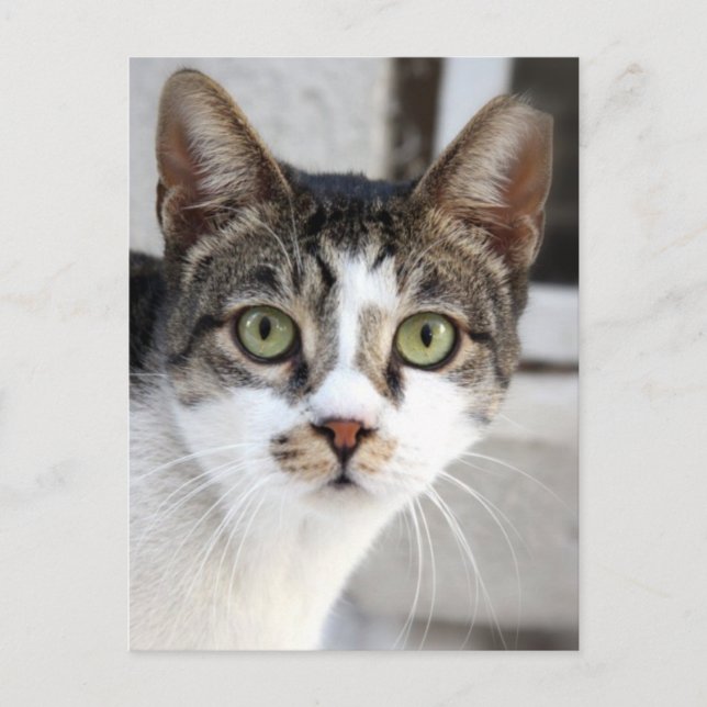 Postal de gato (Anverso)
