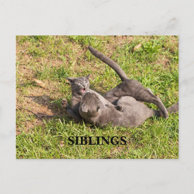 Postal de gato (Anverso)