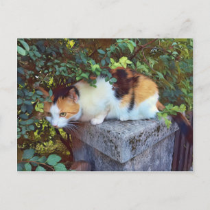 Postal de gato