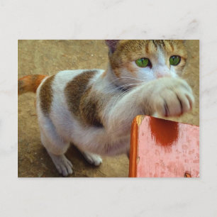 Postal de gato