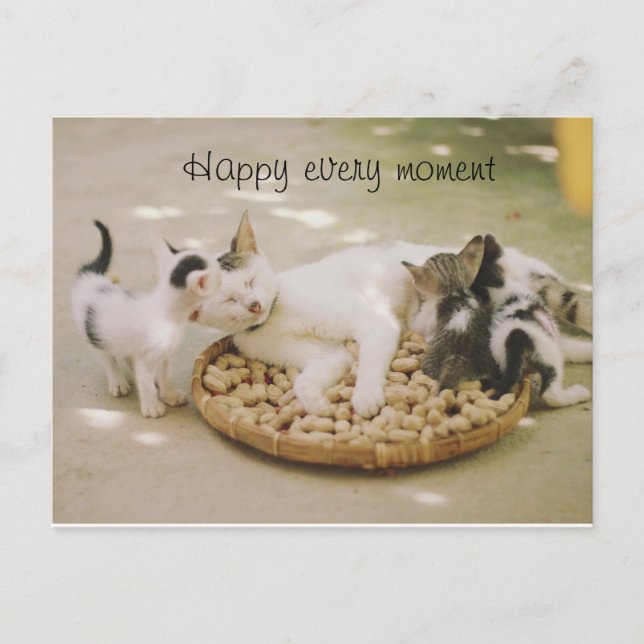 postal de gato (Anverso)