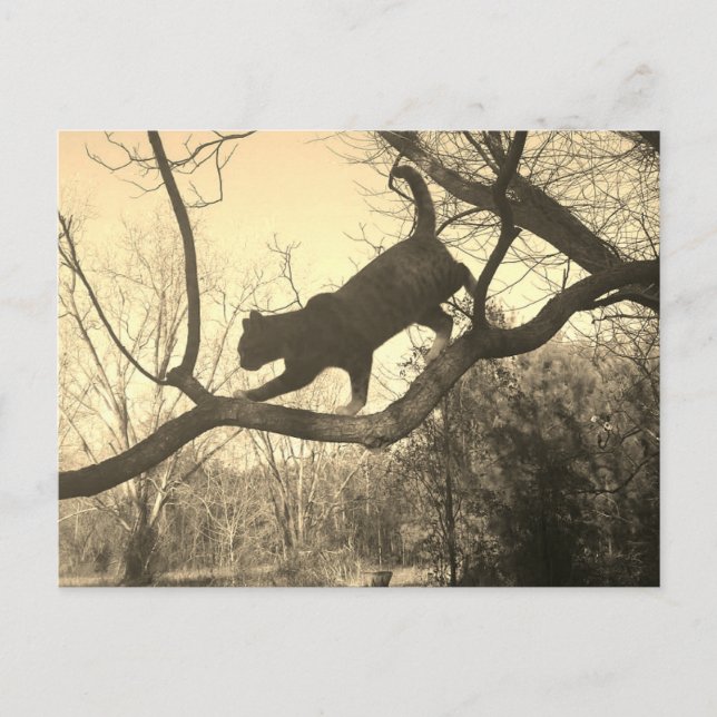 Postal de gato (Anverso)