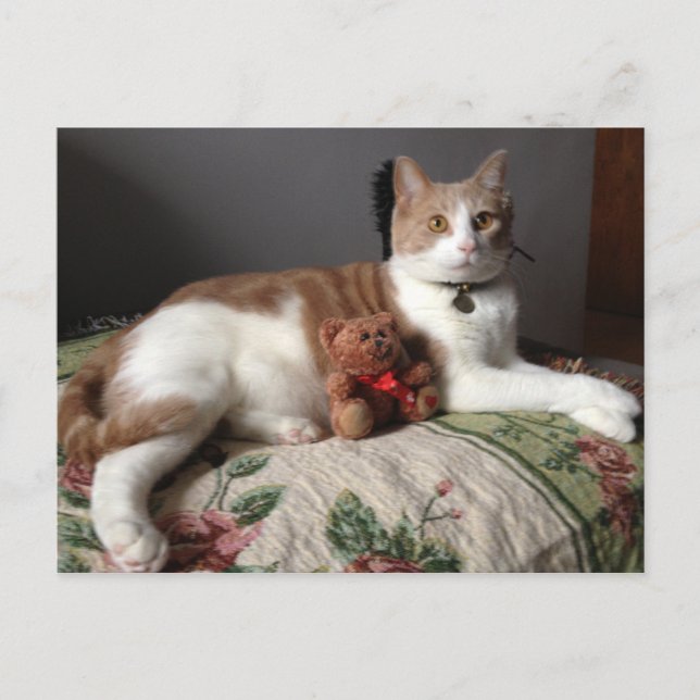 Postal de gato (Anverso)