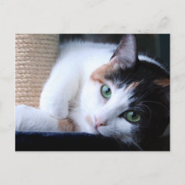 Postal de gato con poste arañoso.