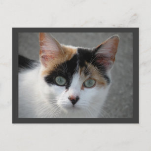 Postal de gato de Calico