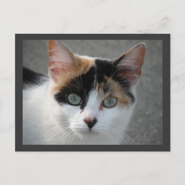 Postal de gato de Calico (Anverso)