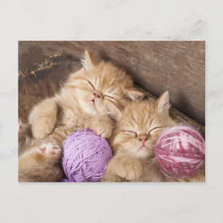Postal de gato de corte