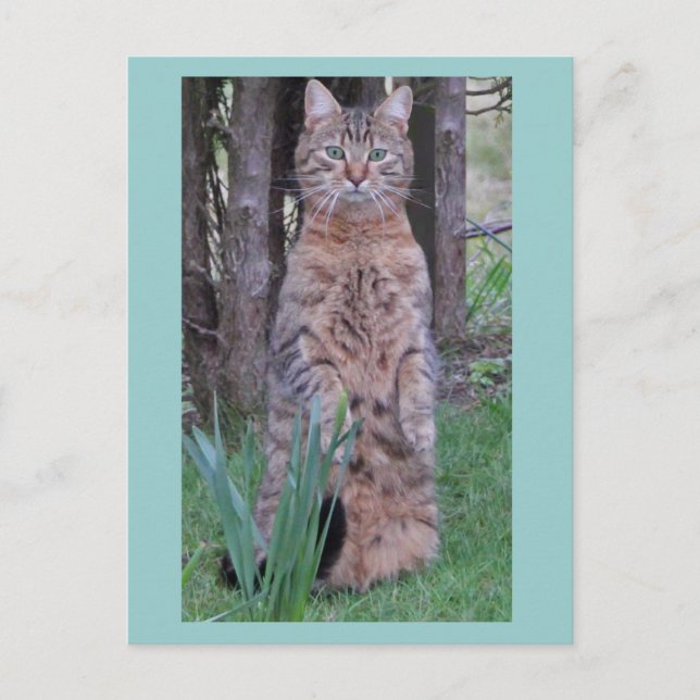 Postal de gato de Meercat (Anverso)