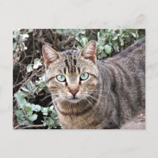postal de gato de Tabby con ojos verdes