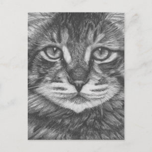 Postal de gato. Dibujo de lápiz