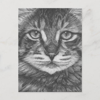 Postal de gato. Dibujo de lápiz