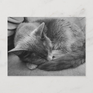 postal de gato durmiente