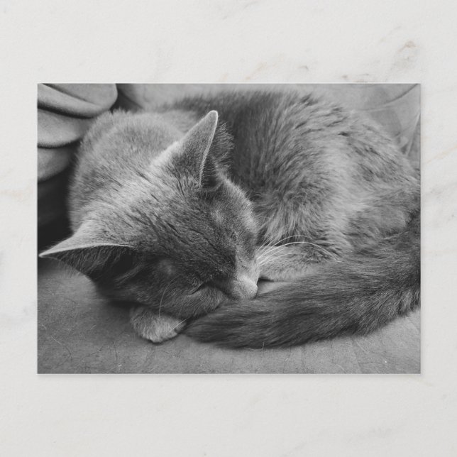 postal de gato durmiente (Anverso)