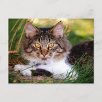 postal de gato natural