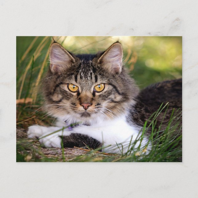 postal de gato natural (Anverso)