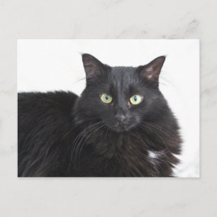 postal de gato negro
