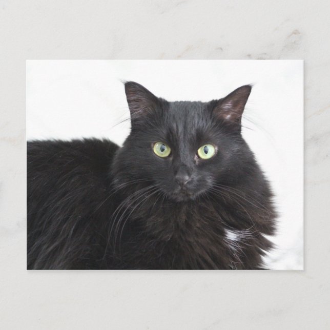 postal de gato negro (Anverso)
