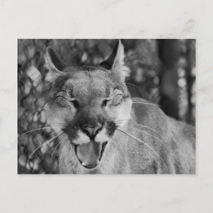 Postal de gato riéndose