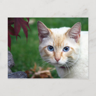 Postal de gato siamés