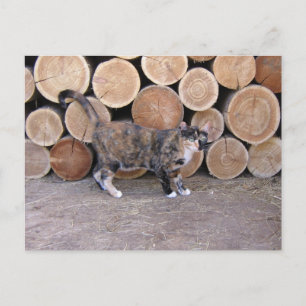 Postal de gato y carpintería