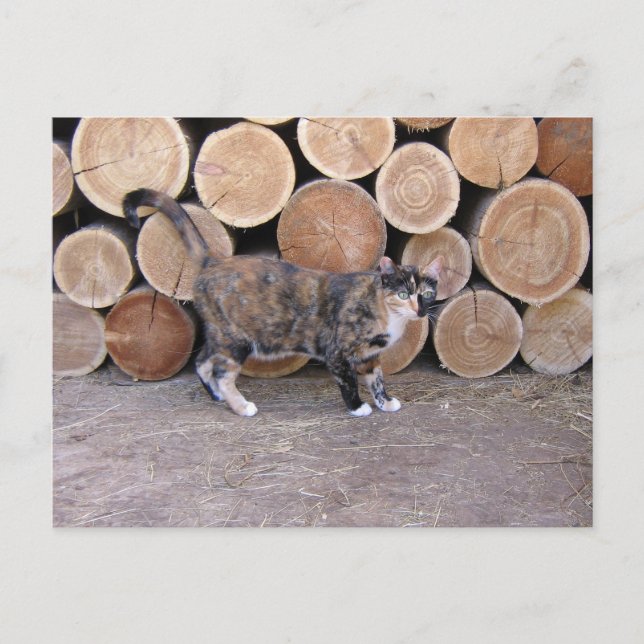 Postal de gato y carpintería (Anverso)