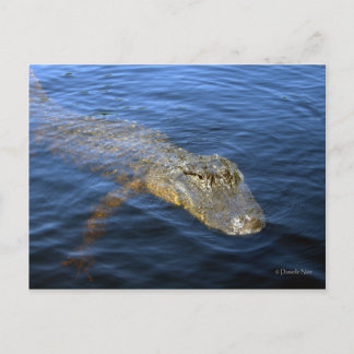 Postal de Gator