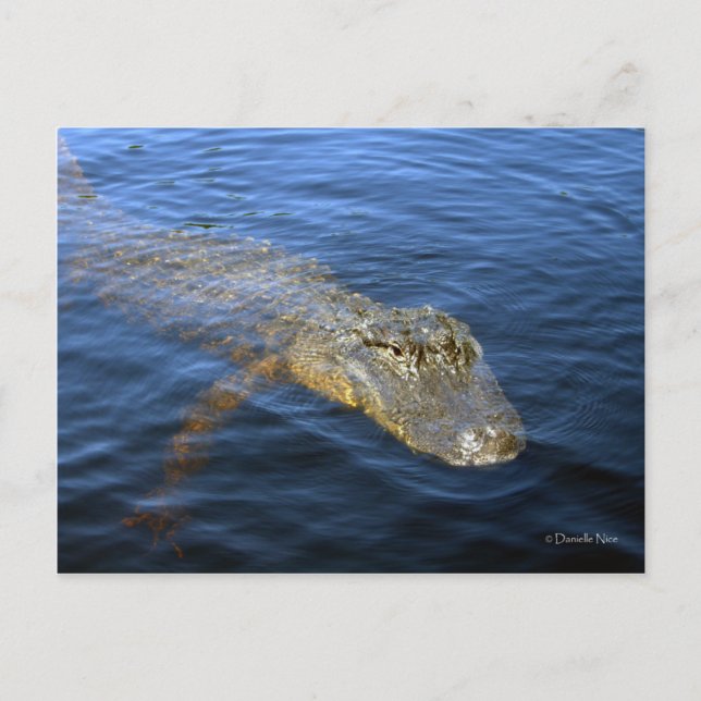 Postal de Gator (Anverso)