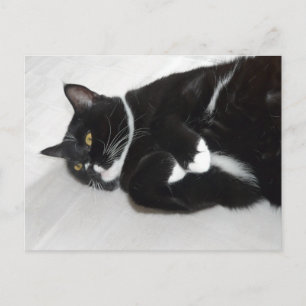 postal de gatos de esmoquín perezoso