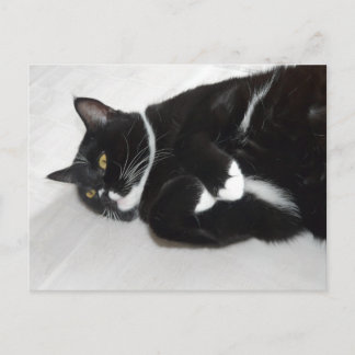 postal de gatos de esmoquín perezoso
