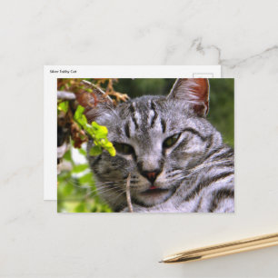 Postal de gatos de tabla