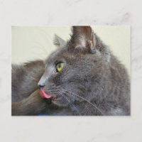 Postal de gatos grises
