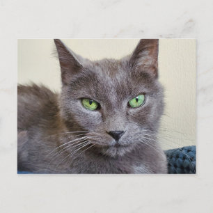 Postal de gatos grises
