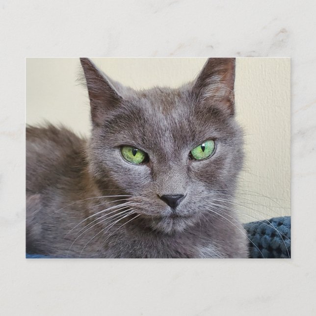 Postal de gatos grises (Anverso)