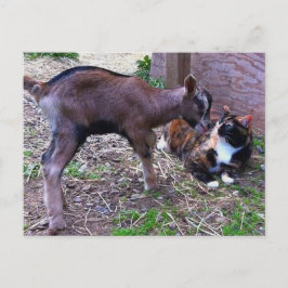 Postal de gatos y gatos para bebés