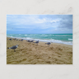 Postal de gaviota