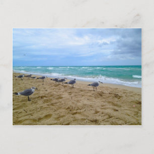 Postal de gaviota
