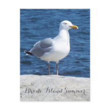 Postal de gaviota