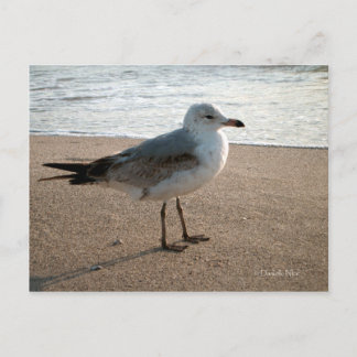 Postal de gaviota de playa